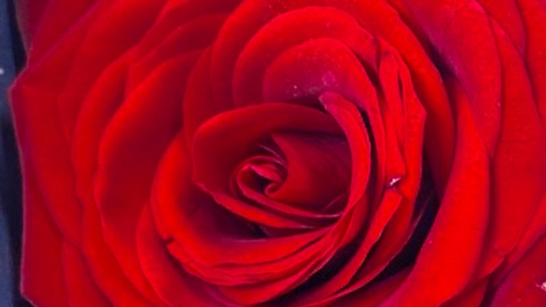 Valentine's Day